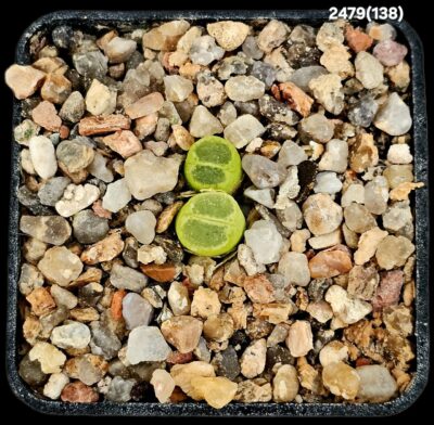 Conophytum limpidum - SH 385 (2h)(5x5)-2479(138)