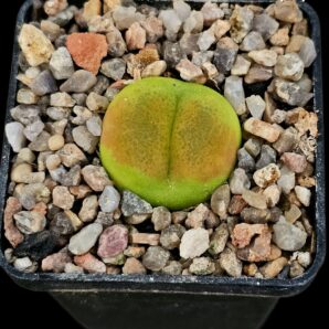 Conophytum maughanii ssp. armeniacum -COP 297-2 (5x5)- 2480(177)