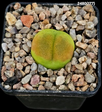 Conophytum maughanii ssp. armeniacum -COP 297-2 (5x5)- 2480(177)
