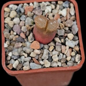 Conophytum praesectum (Opthalmophyllum) -MG 1802 (5x5)- 2481(171)