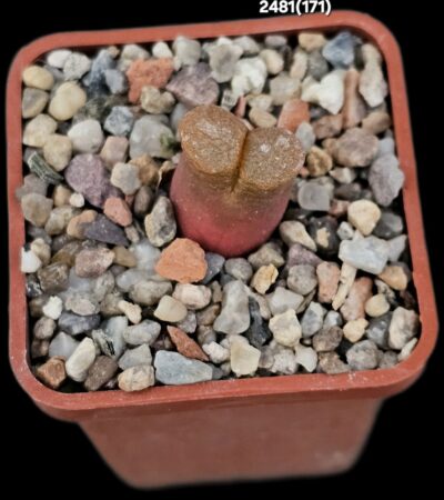 Conophytum praesectum (Opthalmophyllum) -MG 1802 (5x5)- 2481(171)