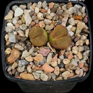 Conophytum sp. Springbok (Opthalmophyllum) -COP 303-047 (2h)(5x5)-2482(161)