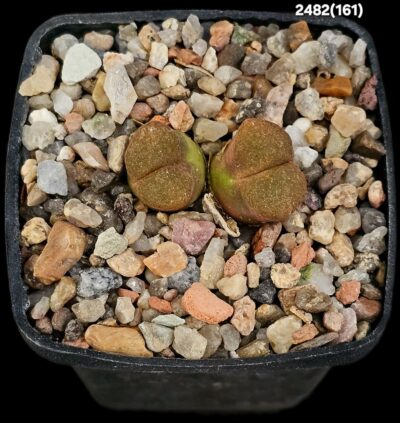 Conophytum sp. Springbok (Opthalmophyllum) -COP 303-047 (2h)(5x5)-2482(161)