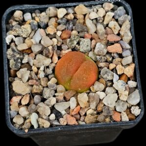 Conophytum maughanii ssp. armeniacum -SB 1534, COP 297-4 (5x5)-2483(198)