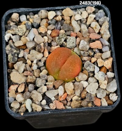 Conophytum maughanii ssp. armeniacum -SB 1534, COP 297-4 (5x5)-2483(198)