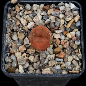 Conophytum maughanii ssp. armeniacum (red) -Bontkoei, SH 443 (5x5)-2484(485)
