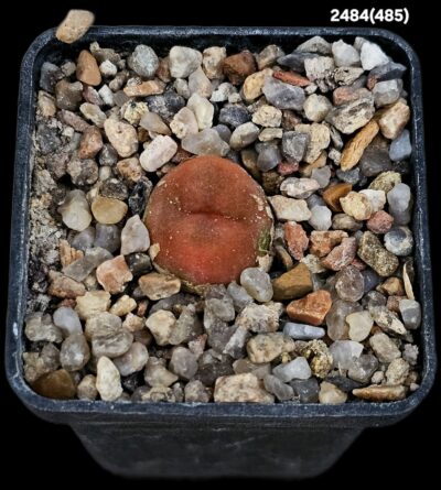 Conophytum maughanii ssp. armeniacum (red) -Bontkoei, SH 443 (5x5)-2484(485)