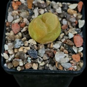 Conophytum maughanii (aff.) -COP 169-041 (5x5)-2485(83)