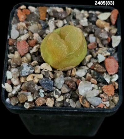 Conophytum maughanii (aff.) -COP 169-041 (5x5)-2485(83)