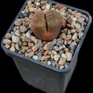 Conophytum verrucosum -COP 353-073 (5x5)-2486(159)