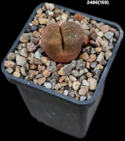 Conophytum verrucosum -COP 353-073 (5x5)-2486(159)