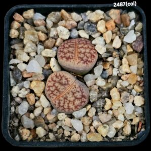 Lithops hybrid pseudotruncatella (2h)(5x5)-2487(col)
