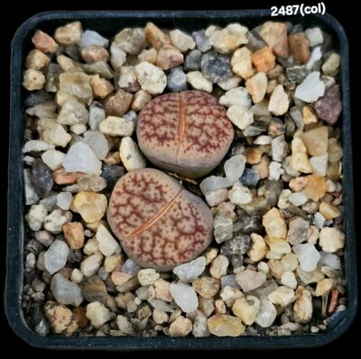 Lithops hybrid pseudotruncatella (2h)(5x5)-2487(col)