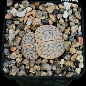 Lithops hybrid gracilidelineata -xC 309 (2h)(5x5)-2488(x309)