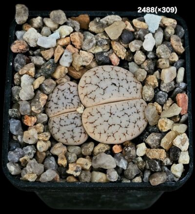Lithops hybrid gracilidelineata -xC 309 (2h)(5x5)-2488(x309)