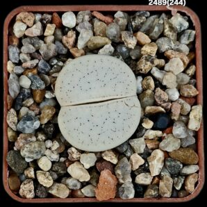 Lithops pseudotruncatella ssp. groendrayensis -C 244 (5x5)- 2489(244)