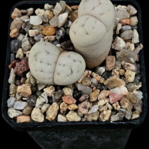 Lithops ruschiorum - C 101 (2h)(5x5)-2490(101)