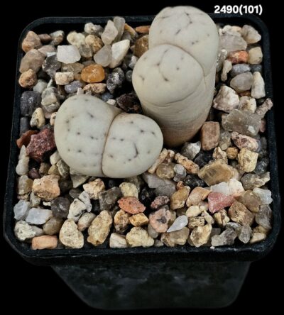 Lithops ruschiorum - C 101 (2h)(5x5)-2490(101)