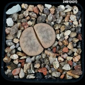 Lithops gracilidelineata - Basel(5x5)-2491(431)