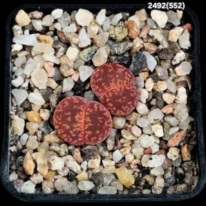 Lithops aucampiae -ex Kokerboom Nursery (2h)(5x5)- 2492(552)