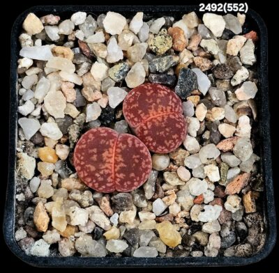 Lithops aucampiae -ex Kokerboom Nursery (2h)(5x5)- 2492(552)