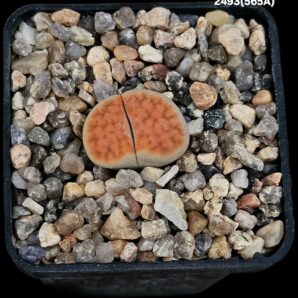 Lithops karasmontana `lateritia` (selection fa. A) (5x5)- 2493(565A)