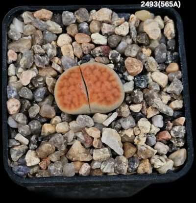 Lithops karasmontana `lateritia` (selection fa. A) (5x5)- 2493(565A)