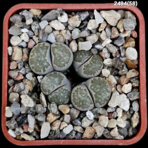 Lithops marmorata (syn. framesii) (fa) -C 058 (4h)-2494(58)