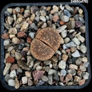 Lithops hybrid gesinae var. annae -of 78 (5x5)-2495(of78)