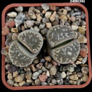 Lithops marmorata (syn. framesii) (fa) -C 058 (2h)-2496(58)