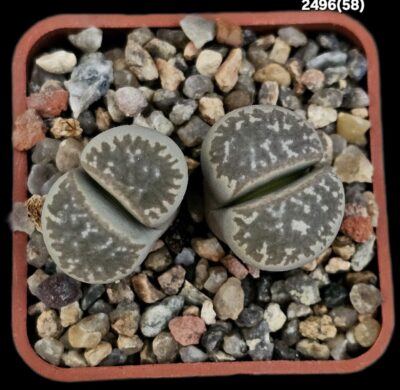 Lithops marmorata (syn. framesii) (fa) -C 058 (2h)-2496(58)