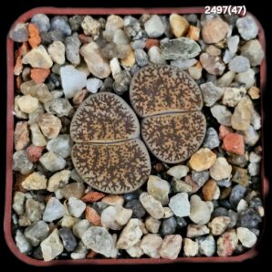 Lithops lesliei ssp. lesliei var. venteri C 047 (2h)(5x5)-2497(47)