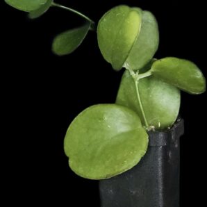Dischidia `Apple Leaf` (5x5)-2498(379)