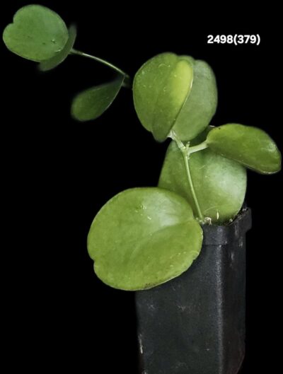 Dischidia `Apple Leaf` (5x5)-2498(379)