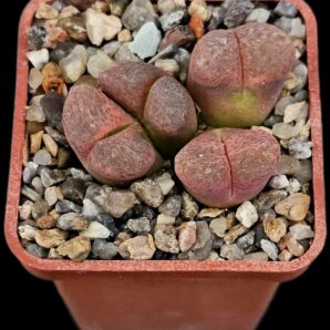 Conophytum praesectum (Opthalmophyllum) -MG 1802 (4h)(5x5)-2499(171)