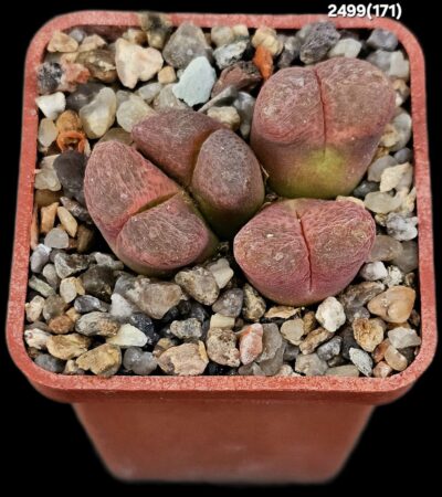Conophytum praesectum (Opthalmophyllum) -MG 1802 (4h)(5x5)-2499(171)