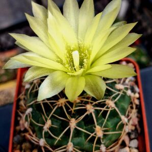 № 33 gymnocalycium netrelianum
