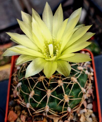 № 33 gymnocalycium netrelianum