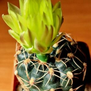 № 34 Gymnocalycium netrelianum