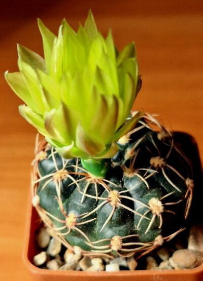 № 34 Gymnocalycium netrelianum