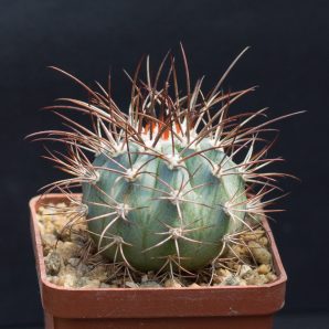 Melocactus azureus, white areoles and blue ribbed body RHS553. З насіння від Mesa Garden (971.992) III | 61