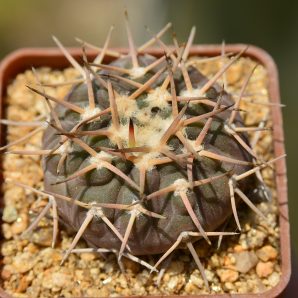 Gymnocalycium riojense v paucispinum