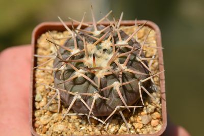 Gymnocalycium riojense v paucispinum