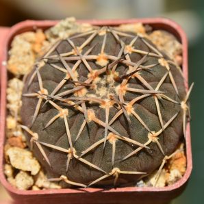 Gymnocalycium bodenbenderianum var. paucispinum