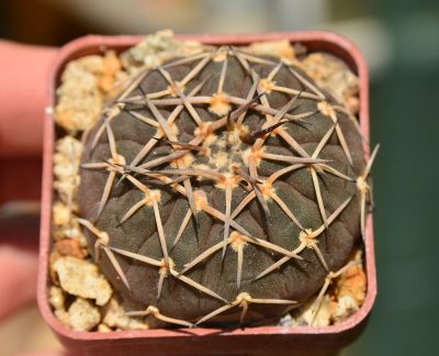 Gymnocalycium bodenbenderianum var. paucispinum
