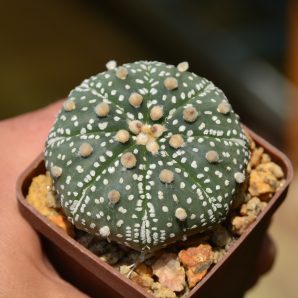 Astrophytum Super Kabuto
