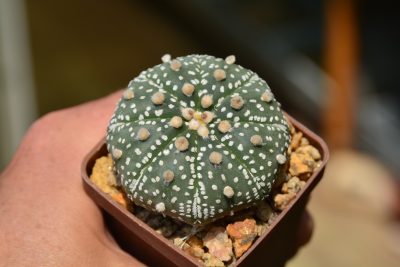 Astrophytum Super Kabuto