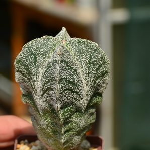 Astrophytum myriostigma columnare