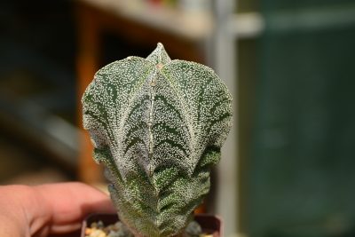 Astrophytum myriostigma columnare