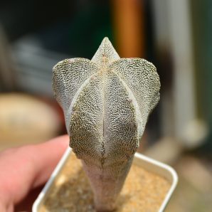 Astrophytum myriostigma cv Onzuka
